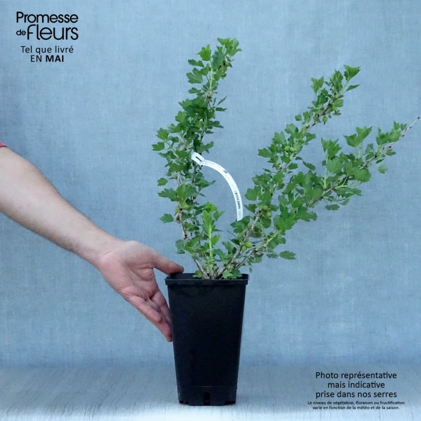 Spécimen de Groseillier à maquereaux Worcesterberry Pot de 2L/3L tel que livré au printemps