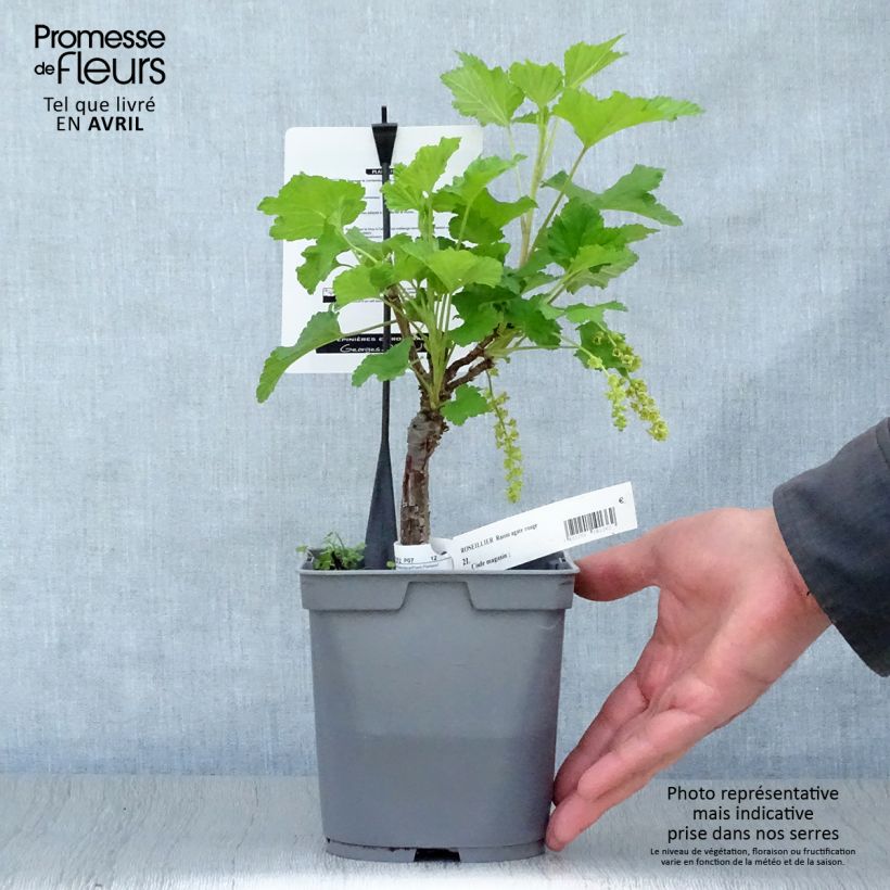 Spécimen de Groseillier raisin Agate Rouge - Georges Delbard Pot de 2L/3L, Buisson tel que livré au printemps