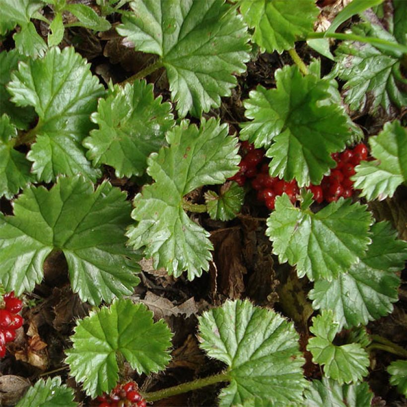 Gunnera magellanica (Feuillage)