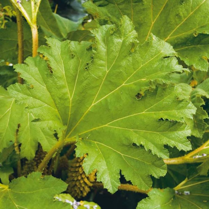 Gunnera manicata - Rhubarbe géante du Brésil (Feuillage)