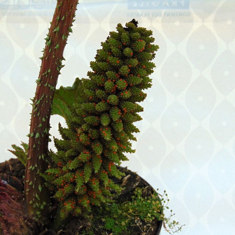 Gunnera manicata - Rhubarbe géante du Brésil (Floraison)