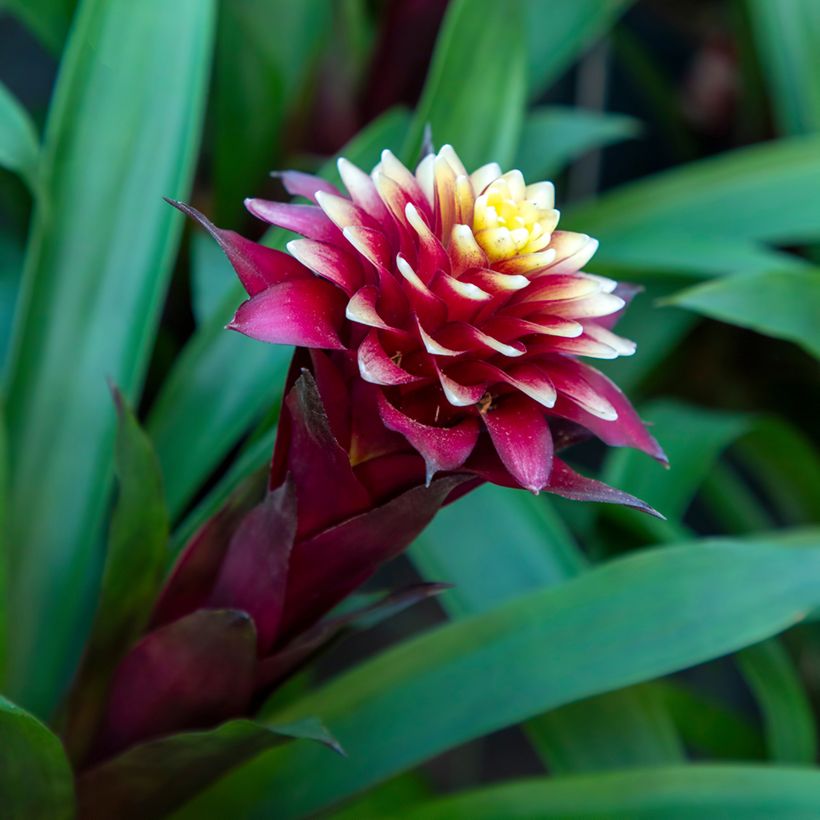 Guzmania Akabar (Flowering)