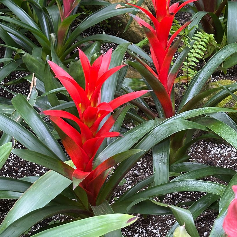 Guzmania Calypso (Port)