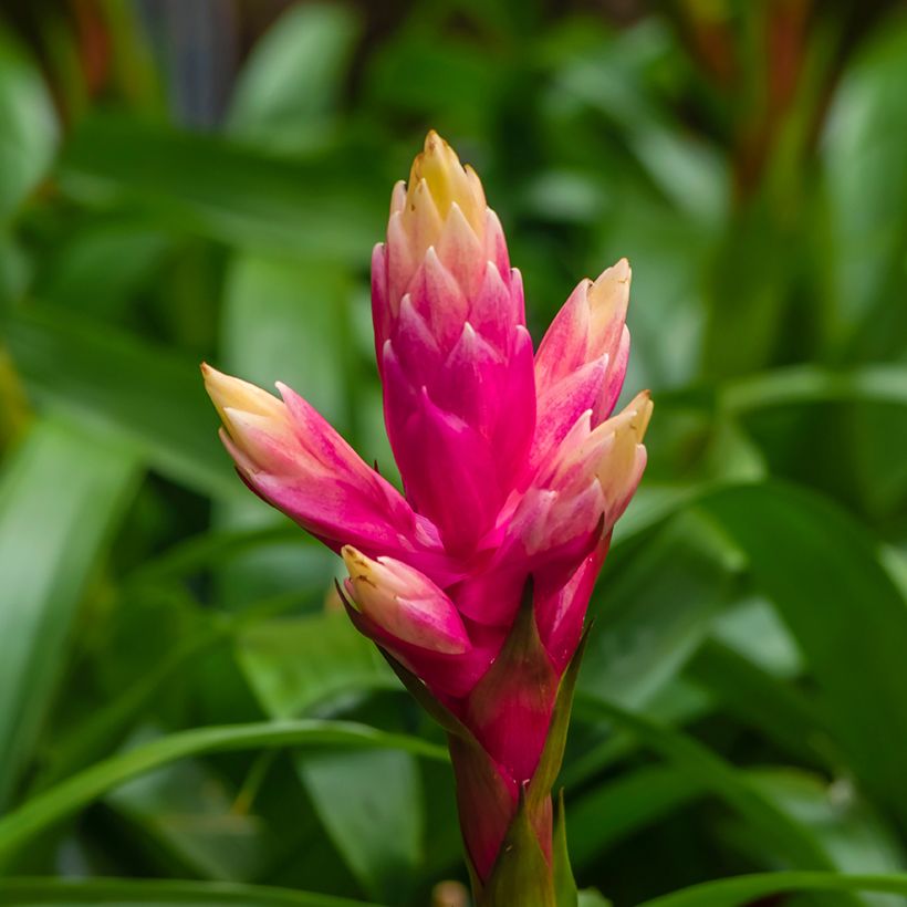 Guzmania Candy (Floraison)