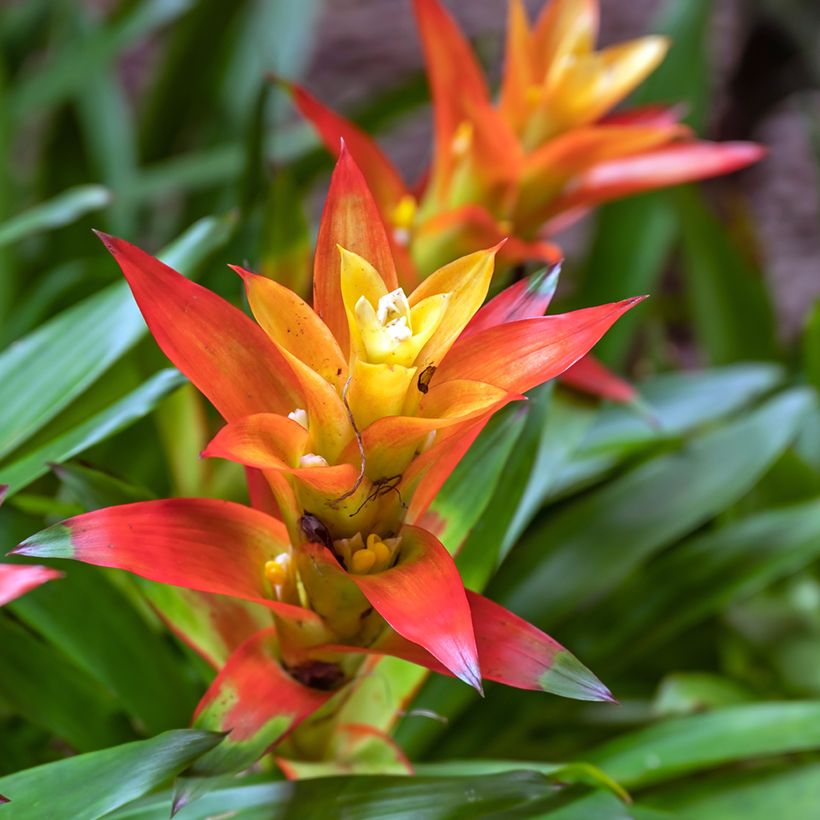 Guzmania Flava (Floraison)