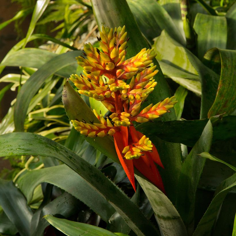 Guzmania Loja (Plant habit)
