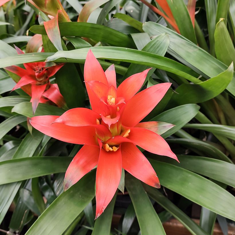 Guzmania Melissa (Floraison)