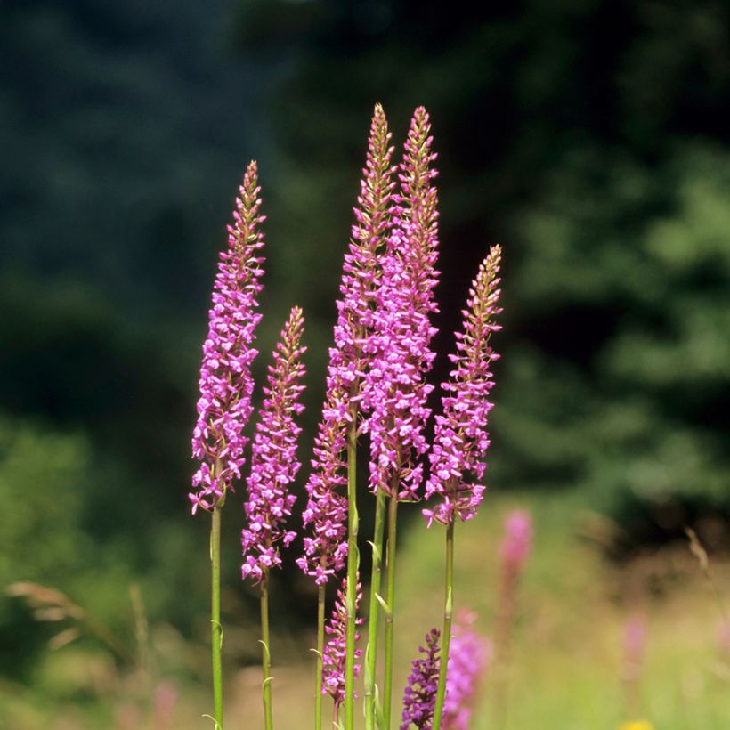 Gymnadenia conopsea - Orchis moucheron (Plant habit)
