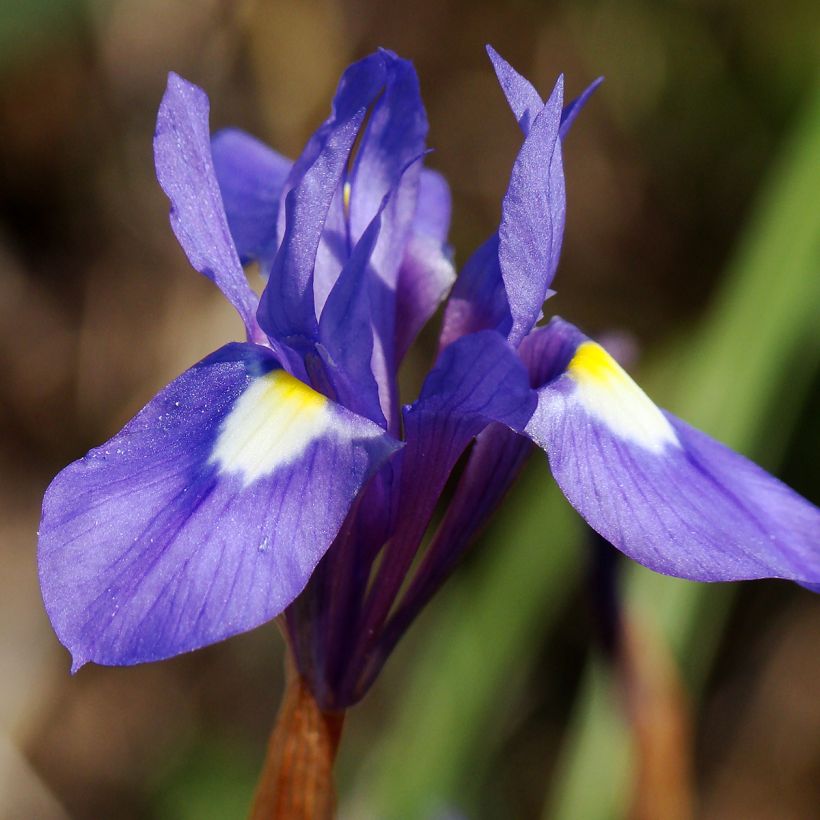 Gynandris sisyrinchium - Iris sisyrinchium (Flowering)