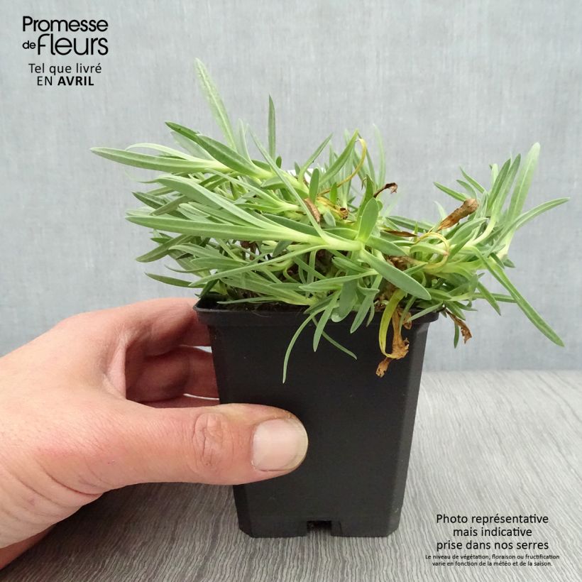 Spécimen de Gypsophila Rosenschleier - Gypsophile Rosy Veil Godet de 8/9 cm tel que livré au printemps