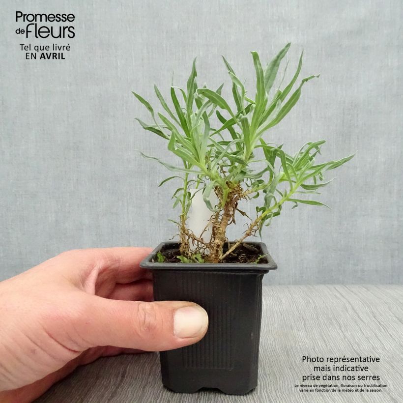 Spécimen de Gypsophila paniculata Bristol Fairy - Gypsophile paniculé Godet de 8/9 cm tel que livré au printemps