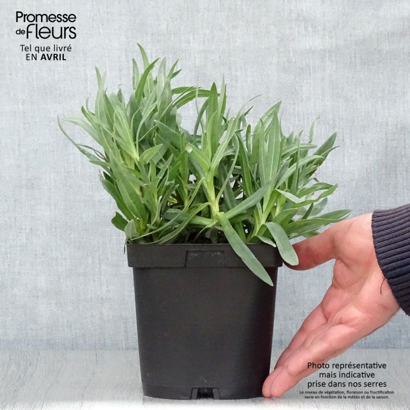 Spécimen de Gypsophila paniculata Bristol Fairy - Gypsophile paniculé Pot de 2L/3L tel que livré au printemps