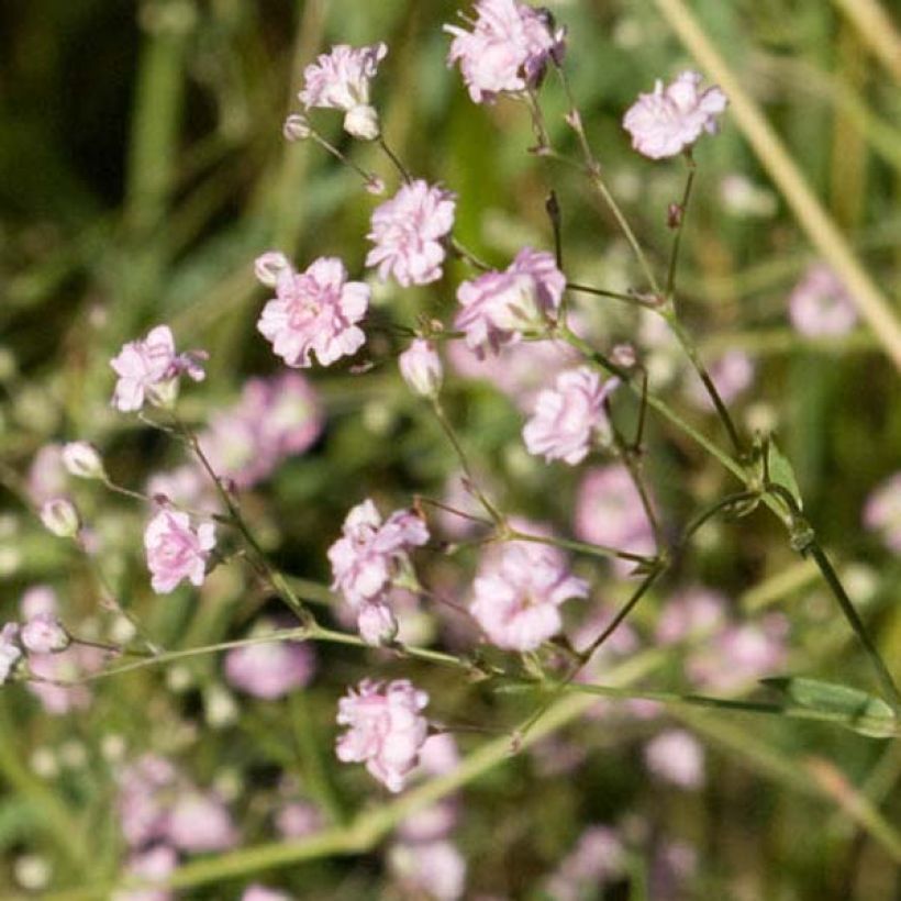 Gypsophila paniculata flamingo (Flowering)