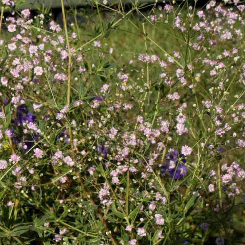 Gypsophila paniculata flamingo (Plant habit)