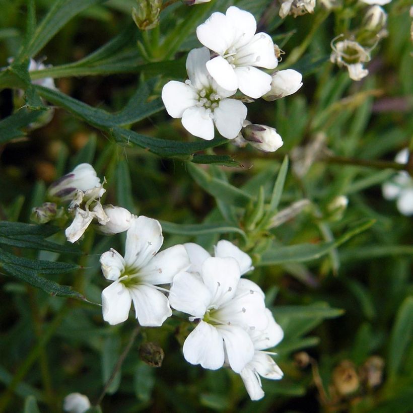 Gypsophile rampant - Gypsophila repens White Angel (Flowering)