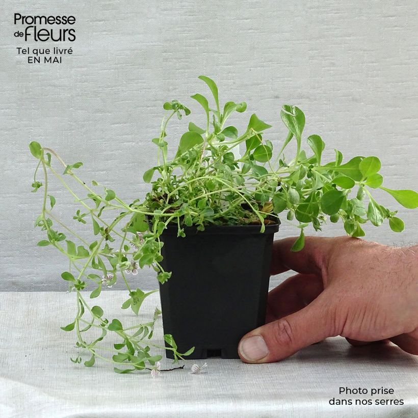 Spécimen de Gypsophile en coussin - Gypsophila cerastioides Godet de 8/9 cm tel que livré au printemps