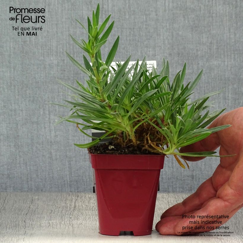 Spécimen de Gypsophile hybride White Festival Godet de 8/9 cm tel que livré au printemps