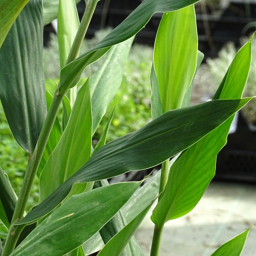 Hedychium coccineum Tara - Longose rouge (Foliage)