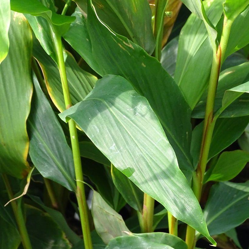 Hedychium densiflorum Assam Orange - Gingembre d'ornement   (Foliage)
