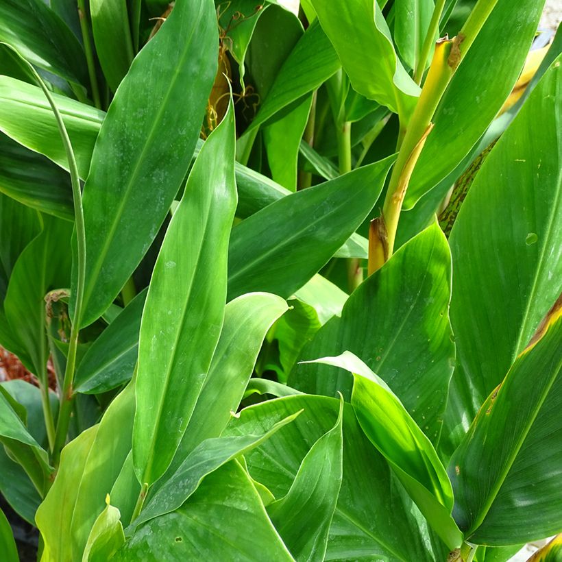 Hedychium Dixter (Tresco) - Longose - Gingembre d'ornement  (Foliage)