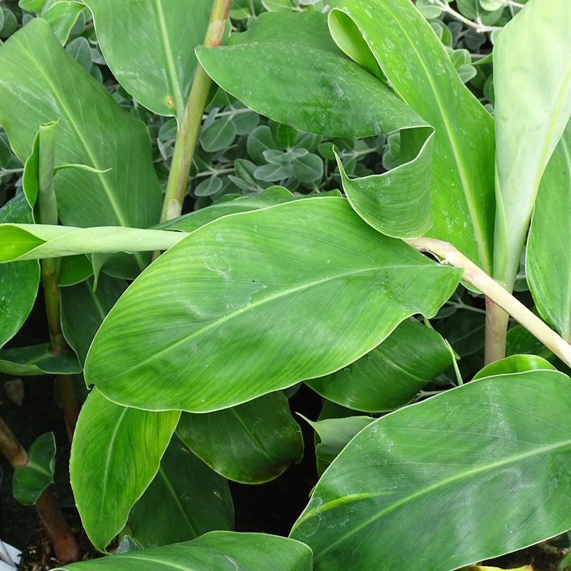 Hedychium gardnerianum - Longose en pot  (Foliage)
