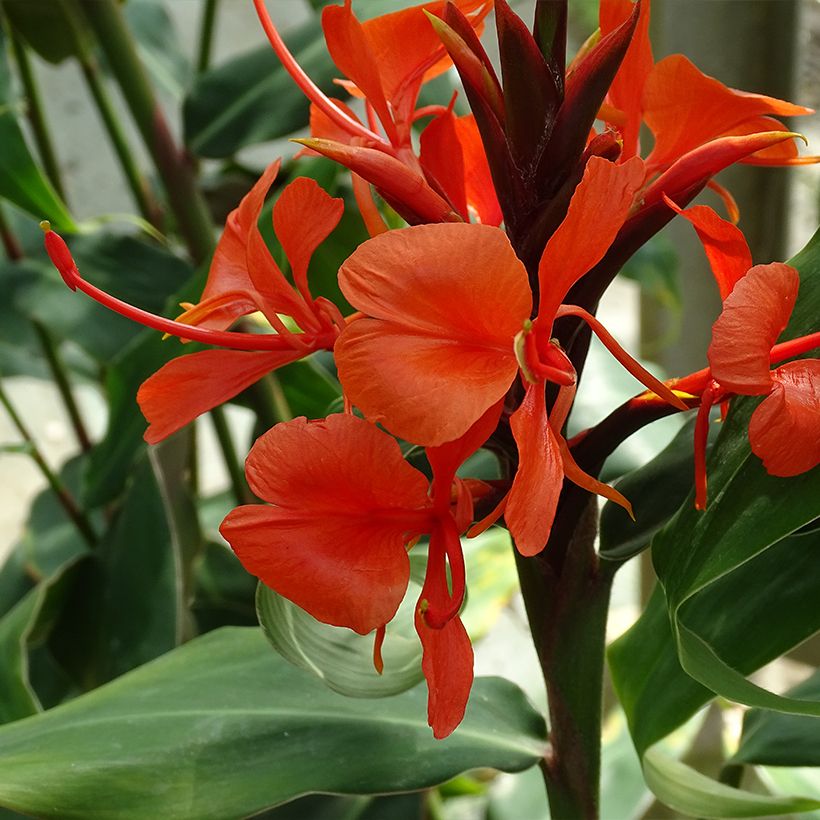 Hedychium rubrum (deceptum) - Gingembre d'ornement (Floraison)