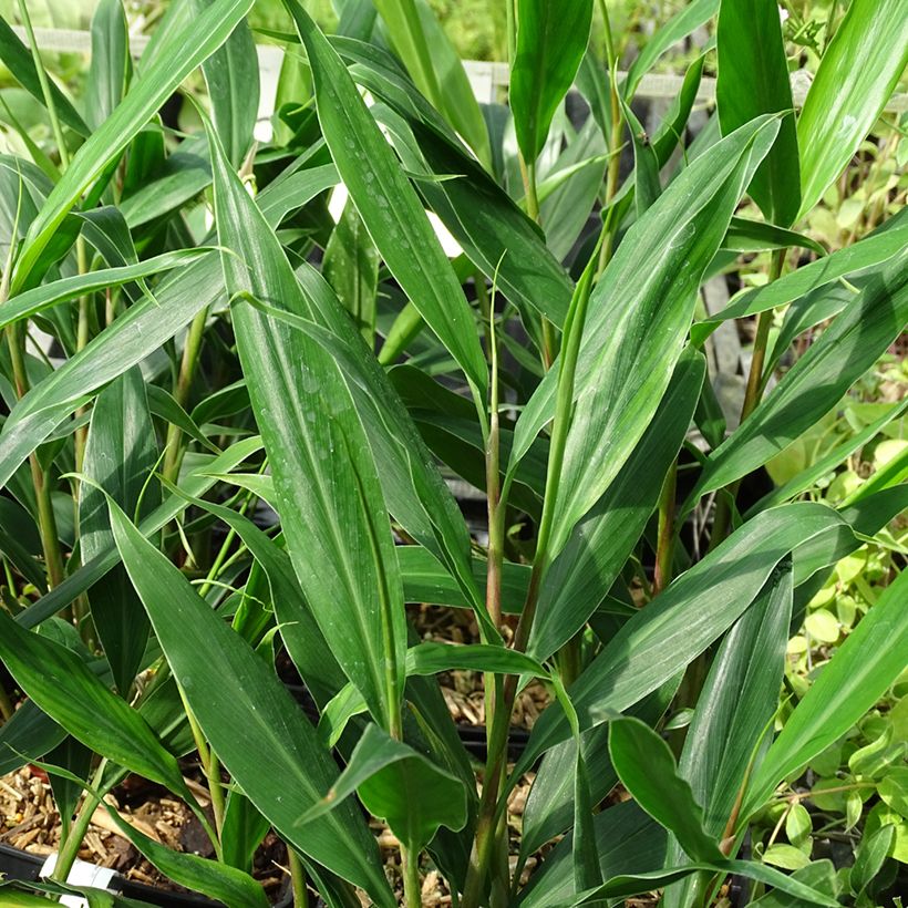 Hedychium villosum var. tenuiflorum - Gingembre d'ornement (Feuillage)