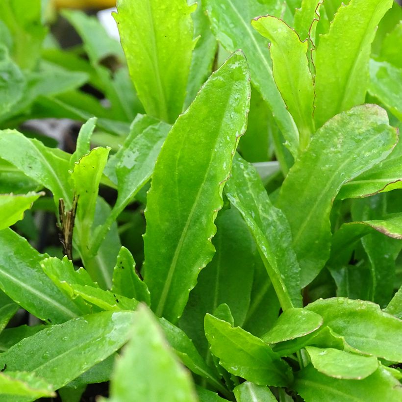 Helenium Okra Sundae - Hélénie (Feuillage)