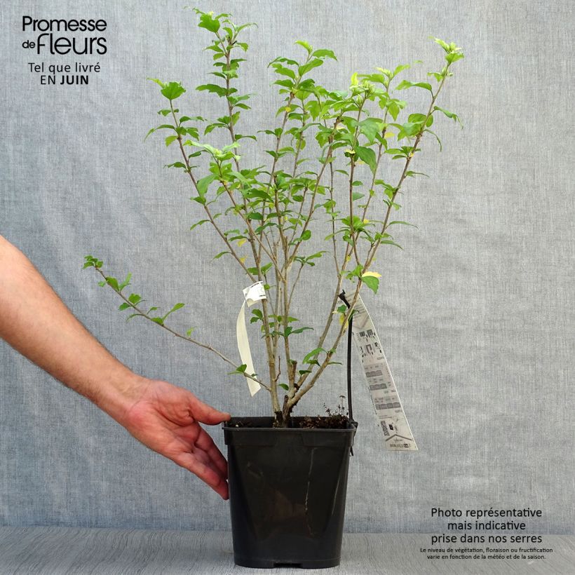 Spécimen de HIbiscus Russian Violet (II) - Althea rose violacé Pot de 3L/4L tel que livré en été