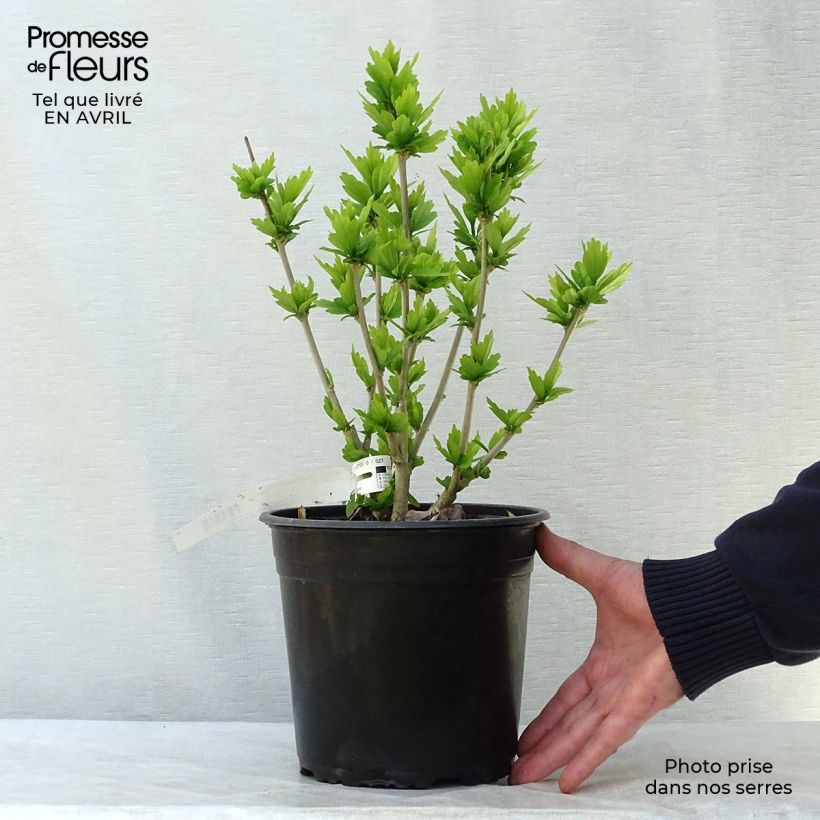 Spécimen de HIbiscus Russian Violet (II) - Althea rose violacé Pot de 3L/4L tel que livré au printemps