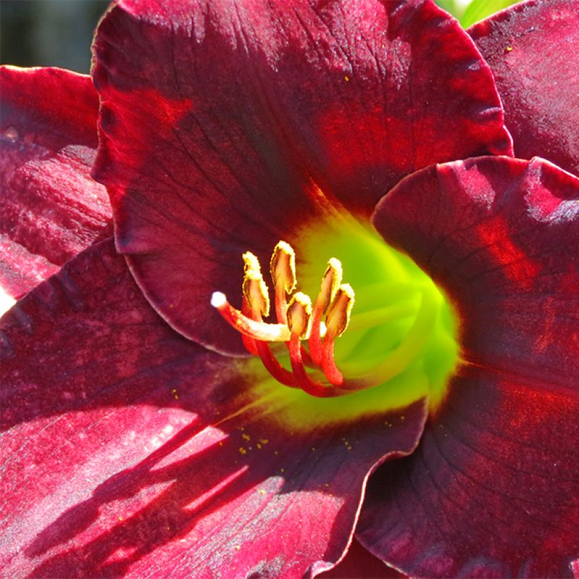 Hémérocalle Vintage Bordeaux (Floraison)