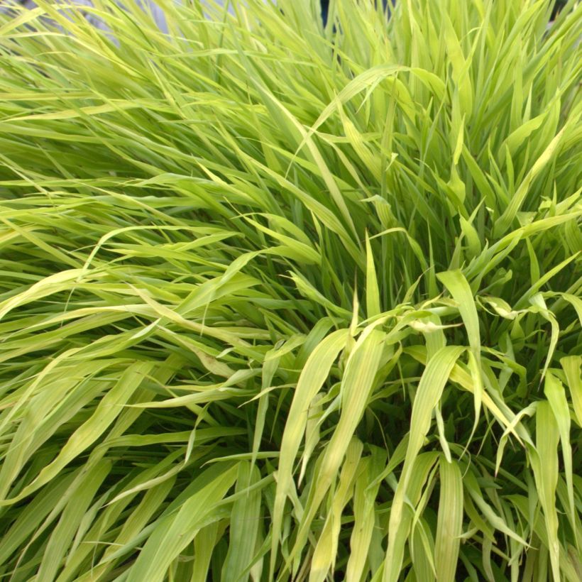 Herbe du Japon - Hakonechloa macra All Gold (Foliage)