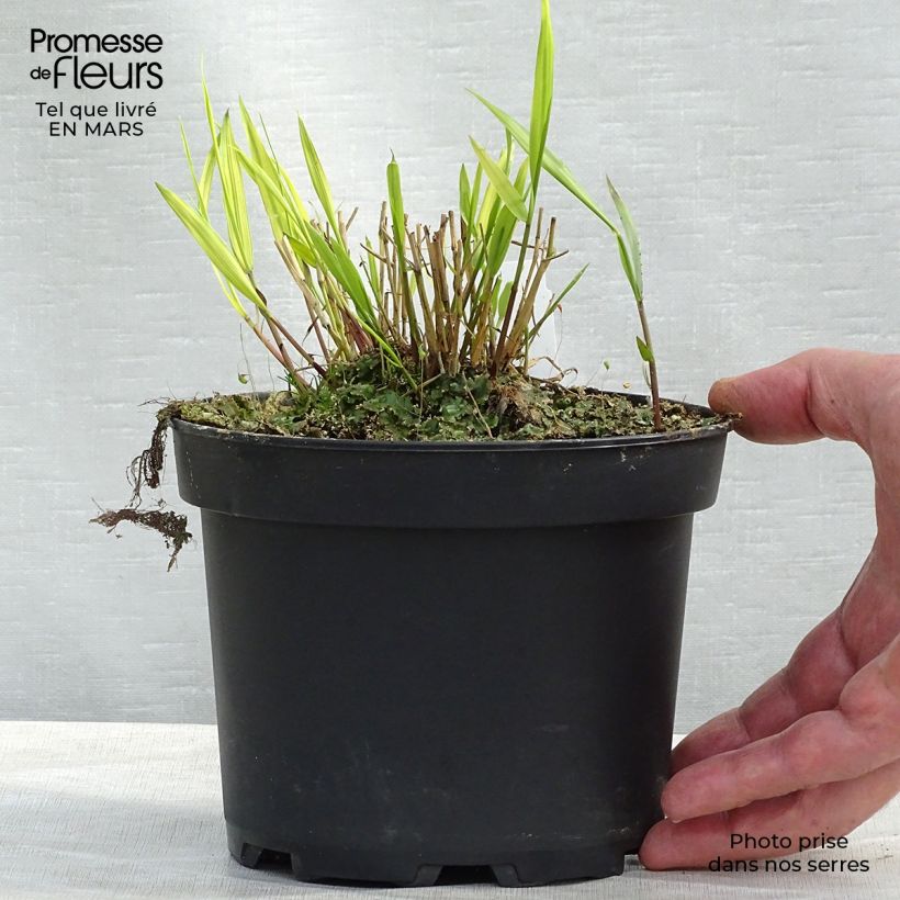 Example of Herbe du Japon - Hakonechloa macra Aureola Pot de 2L/3L as you get in printemps