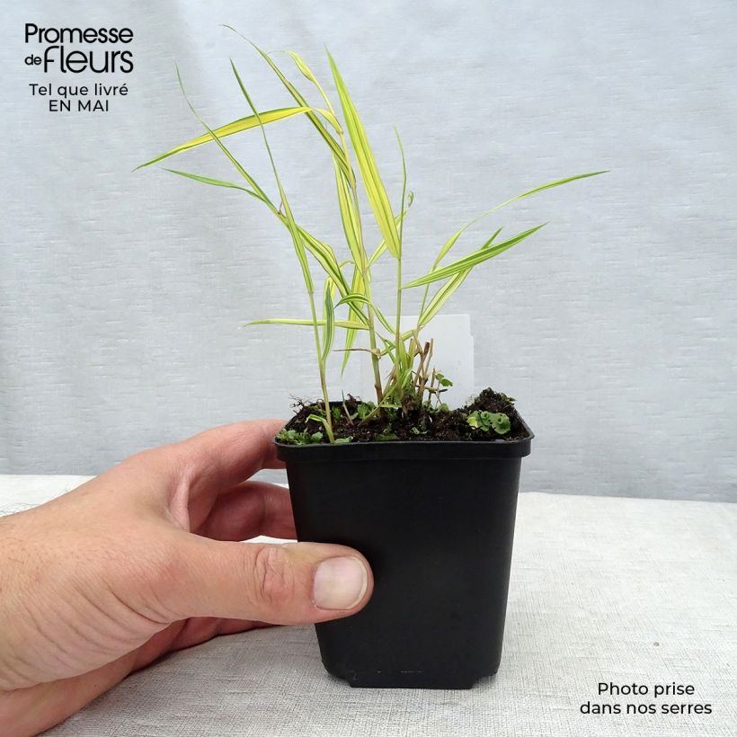 Example of Herbe du Japon - Hakonechloa macra Aureola Godet de 7/8 cm as you get in printemps
