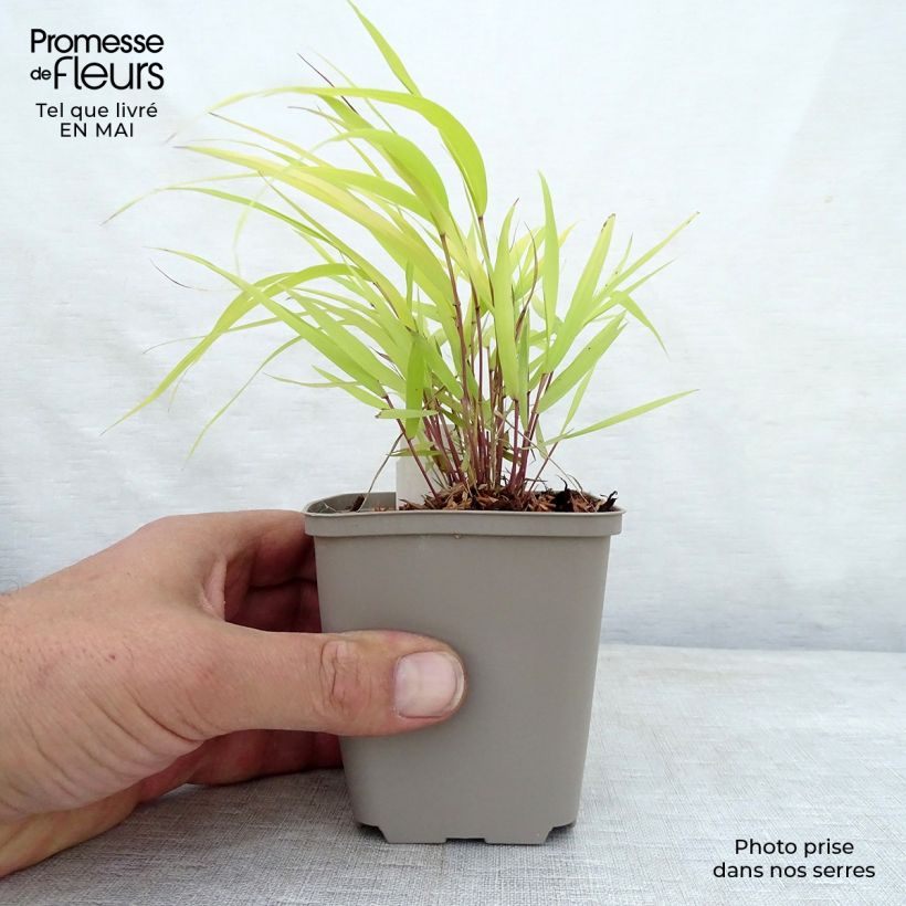 Example of Hakonechloa macra Sunflare - Herbe du Japon Godet de 8/9 cm as you get in printemps
