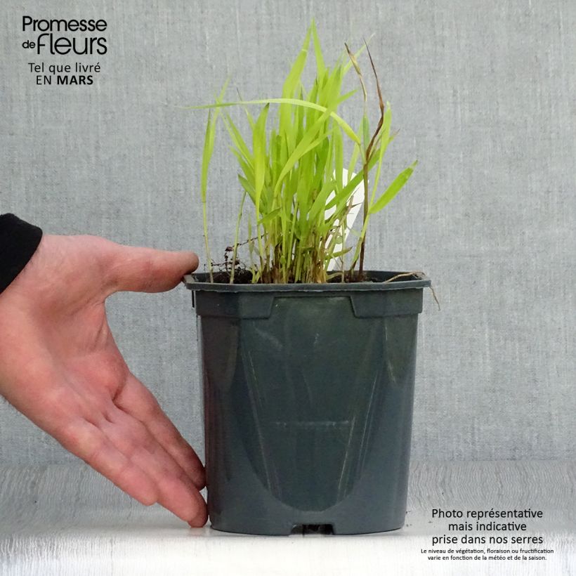 Example of Hakonechloa macra Sunflare - Herbe du Japon Pot de 1L/1,5L as you get in printemps