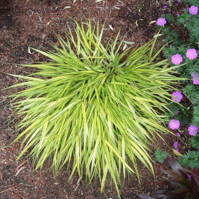 Herbe du Japon - Hakonechloa macra Aureola (Plant habit)