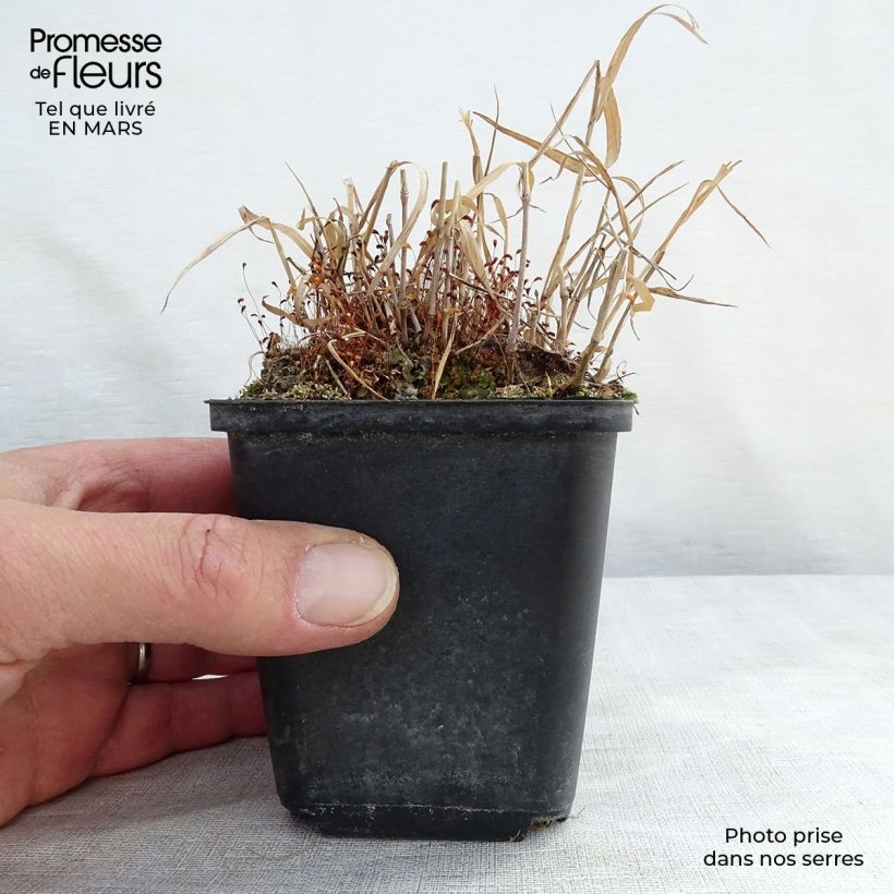 Example of Herbe du Japon - Hakonechloa macra Nicolas Godet de 8/9 cm as you get in printemps