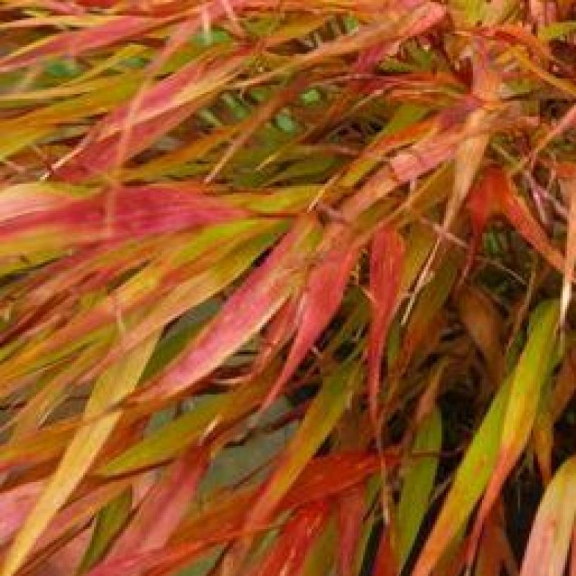 Herbe du Japon - Hakonechloa macra Nicolas (Foliage)