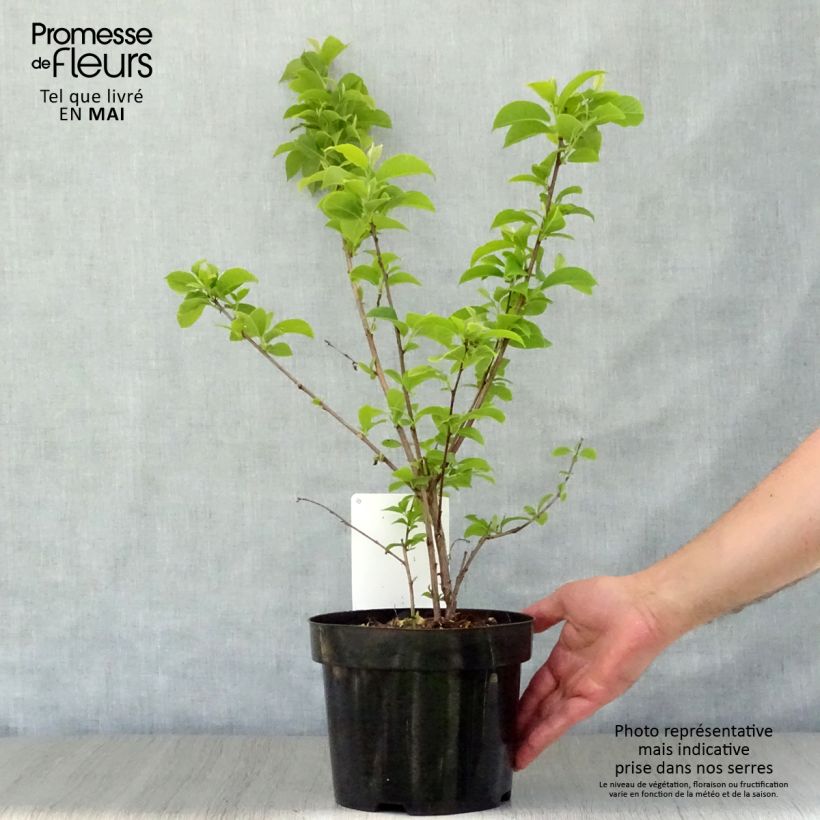 Example of Halesia carolina - Arbre aux cloches d'argent Pot de 2L/3L as you get in printemps