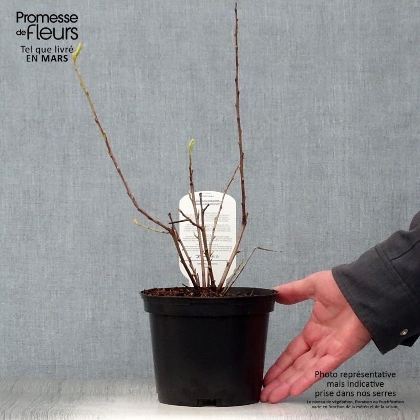 Example of Halesia monticola Variegata - Arbre aux clochettes d'argent Pot de 2L/3L as you get in printemps