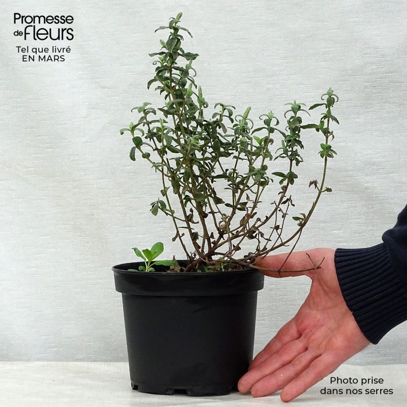 Spécimen de Halimiocistus wintonensis Merrist Wood Cream Pot de 2L/3L tel que livré au printemps