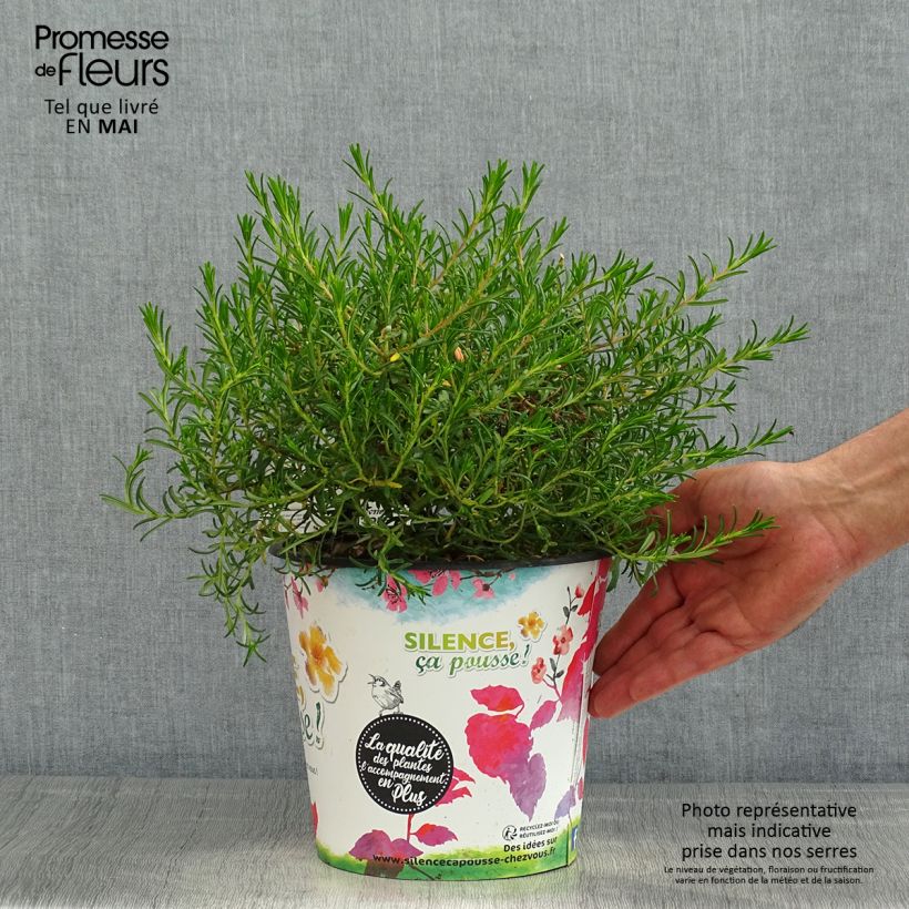 Spécimen de Halimium commutatum - Faux-ciste jaune Pot de 4L/5L tel que livré au printemps