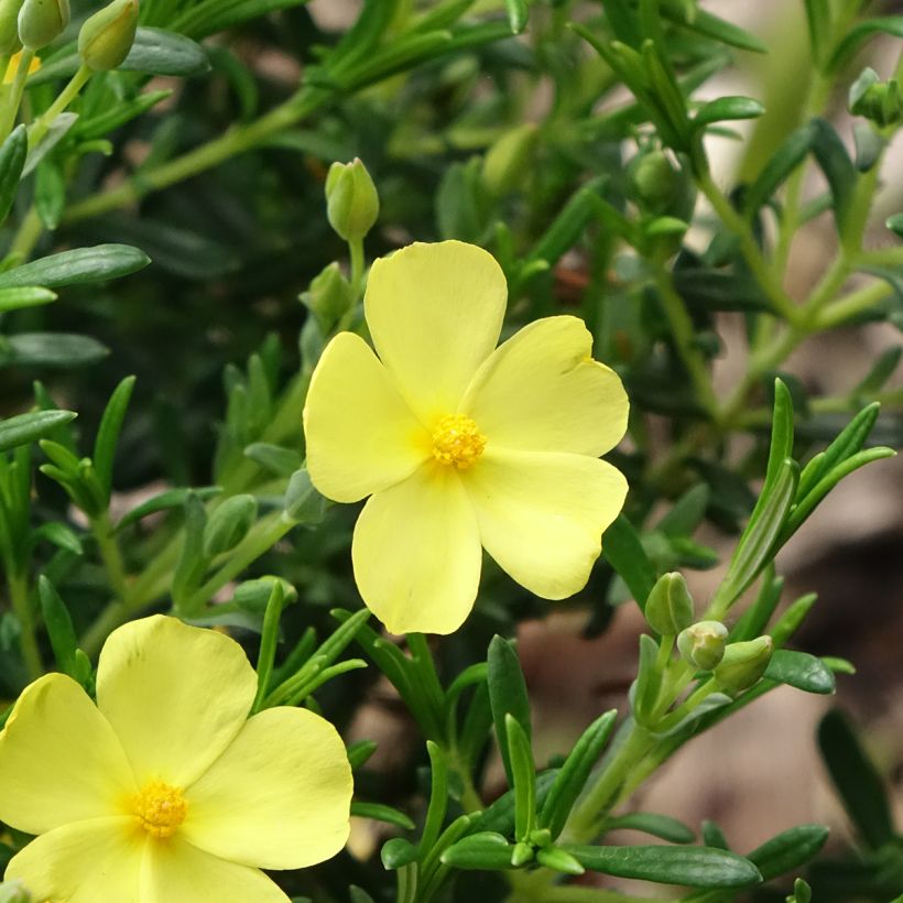 Halimium  April Sun - Faux-ciste jaune. (Floraison)