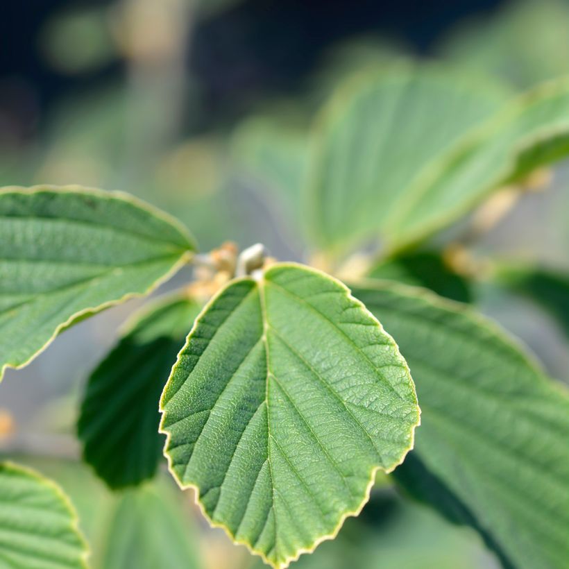 Hamamelis intermedia Arnold Promise - Noisetier de Sorcière (Feuillage)