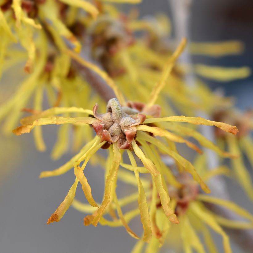 Hamamelis intermedia Arnold Promise - Noisetier de Sorcière (Floraison)