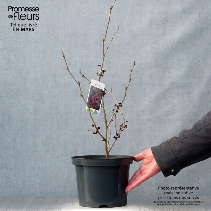 Spécimen de Hamamelis intermedia Ruby Glow - Noisetier de sorcière Pot de 4L/5L tel que livré au printemps