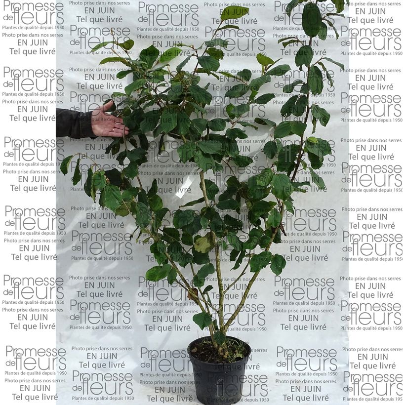 Exemple de spécimen de Noisetier des sorcières - Hamamelis mollis Pallida Pot de 7,5L/10L tel que livré