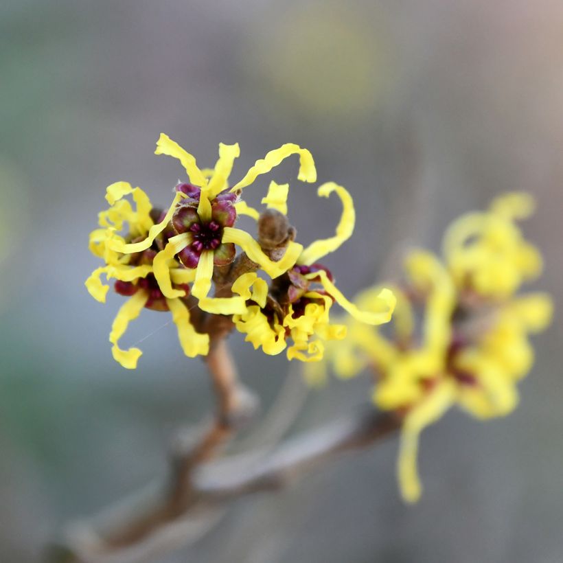 Hamamelis virginiana - Noisetier de sorcière de Virginie  (Floraison)