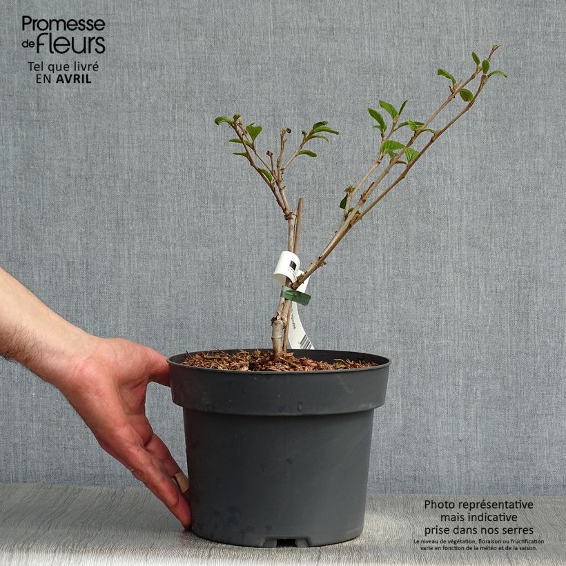 Spécimen de Hamamelis (x) intermedia Aphrodite - Noisetier de sorcière Pot de 3L/4L tel que livré au printemps